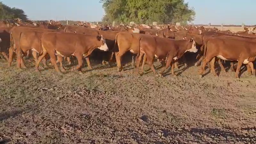 Lote 0 Terneras en Entre Ríos, Villaguay