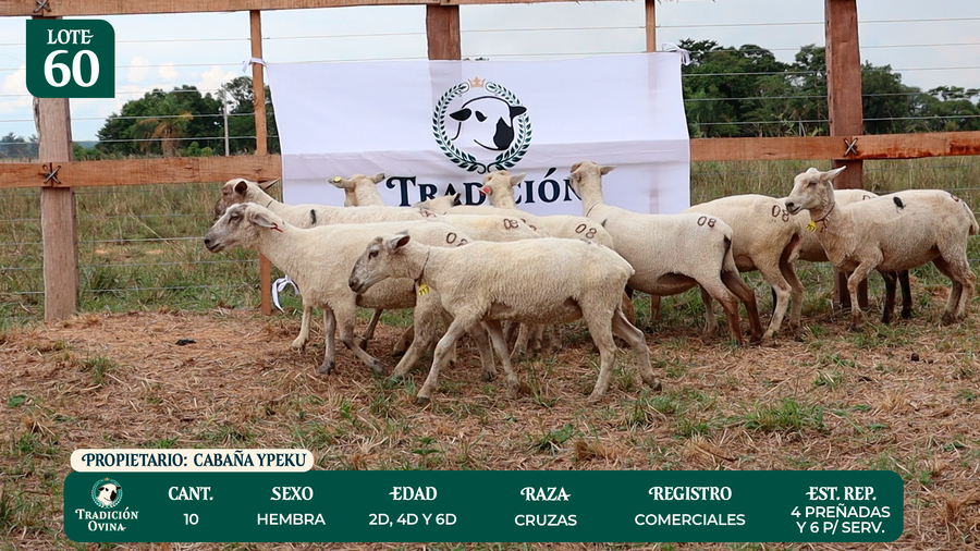 Lote LOTE 60 - POR PANTALLA