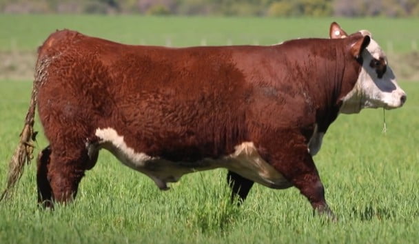 Lote Santa Maria de Arapey