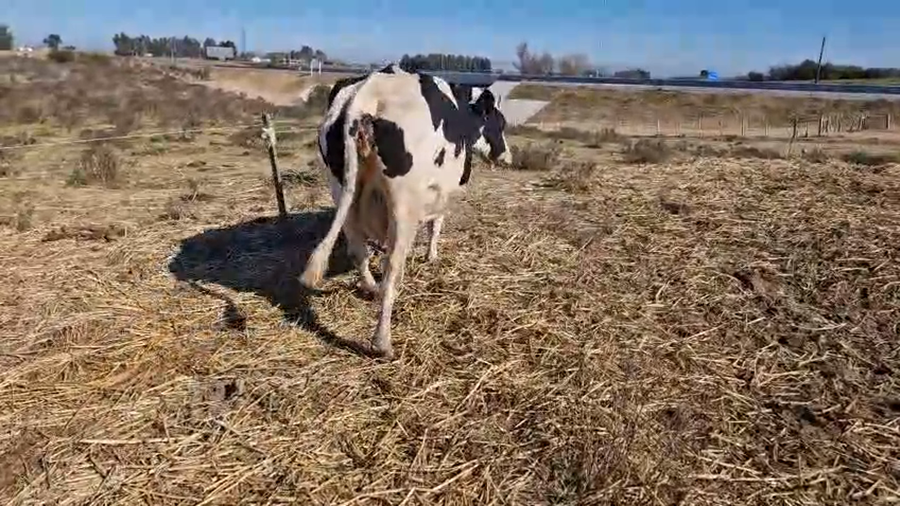 Lote 2 Vaca a remate en Pantalla Camy, San José