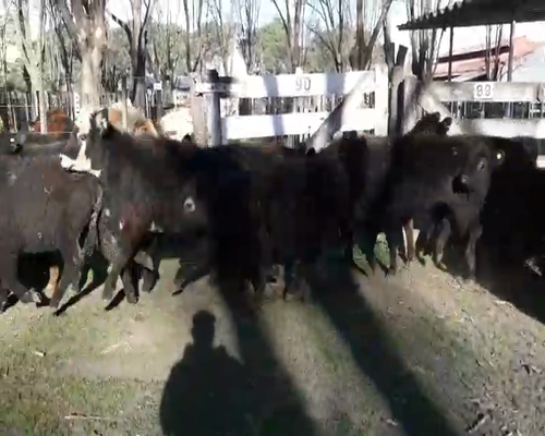 Lote 25 Terneras en Gral. Lamadrid, Buenos Aires