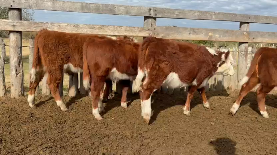 Lote 25 Terneros/as