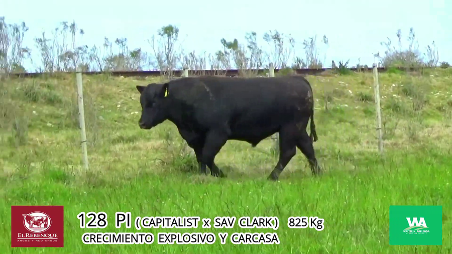 Lote Toros a remate en Angus el Rebenque  en Asociación Rural de Florida