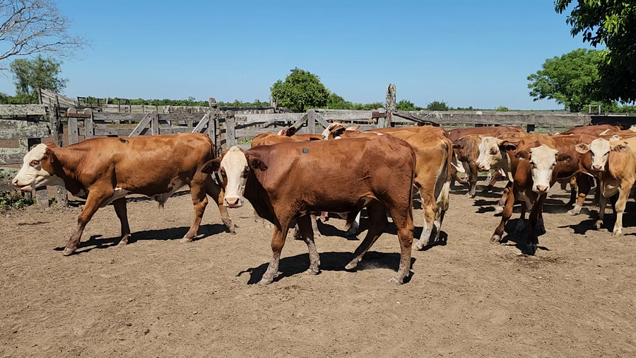 Lote 60 Novillitos en Itatí, Corrientes