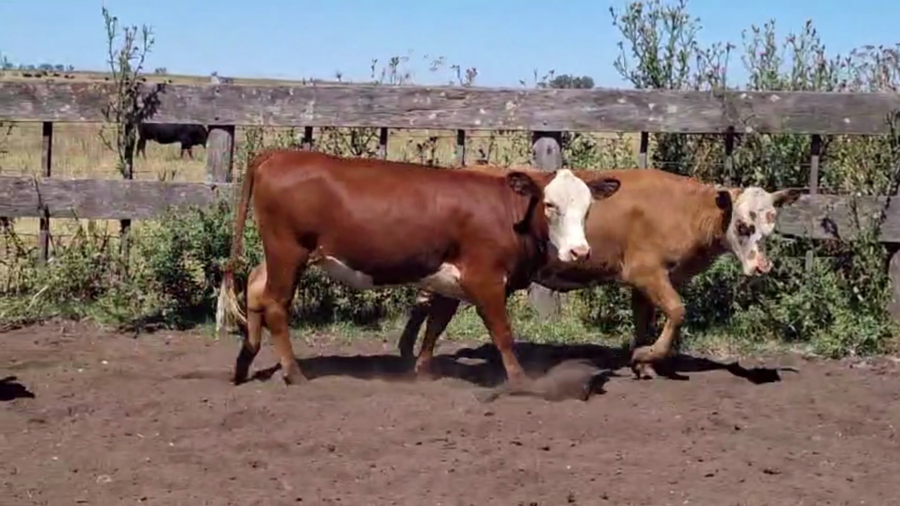 Lote 30 VAQUILLONAS, TAPALQUE, PCIA. BS. AS.