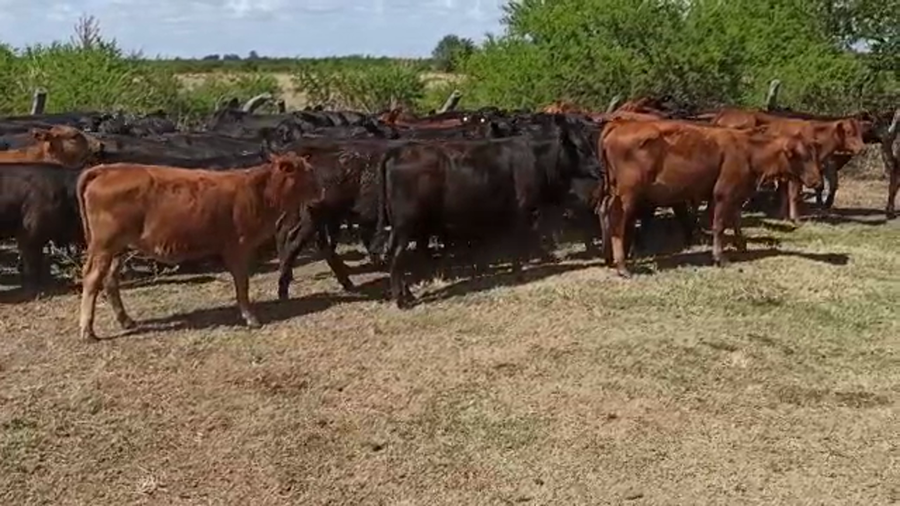 Lote 65 Terneros/as en San Salvador, Entre Ríos