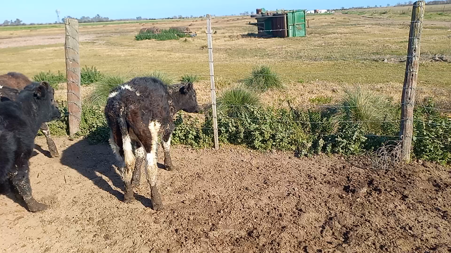Lote 17 Novillitos Holando Argentino en Col. Bigand, Santa Fe