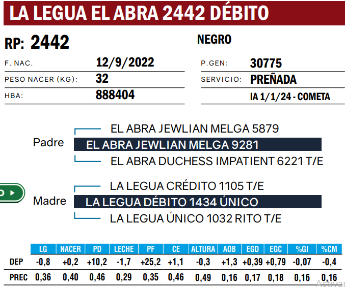 Lote VAQUILLONAS ANGUS  PP