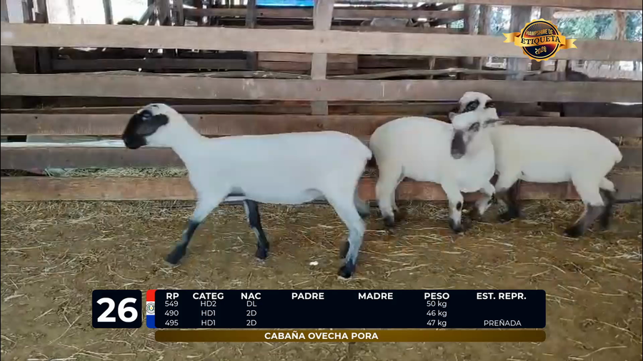 Lote LOTE 26