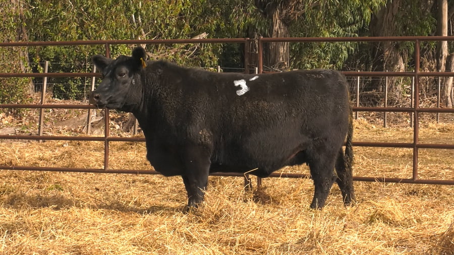 Lote VAQUILLONAS PURAS DE PEDIGREE (c/garantía de preñez o parida)