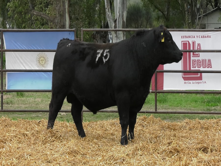 Lote TOROS ANGUS NEGROS PC