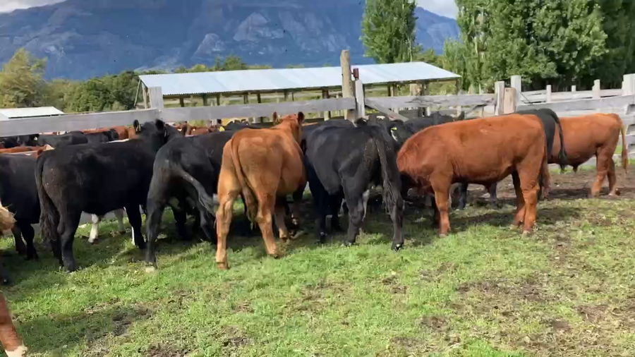 Lote 24 Novillo Engorda en Chile Chico, XI Región Aysén