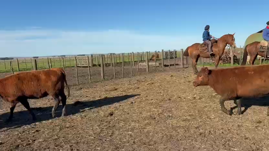 Lote 100 Vientres en J.N. Fernández , Buenos Aires Cabaña san Antonio de Angélica Riglos.