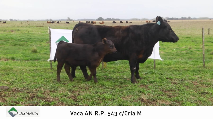 Lote Vaca con Cria