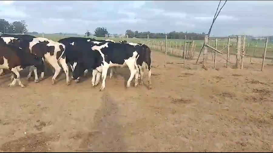 Lote 22 Terneros Hol a remate en Pantalla Camy  en Carreton