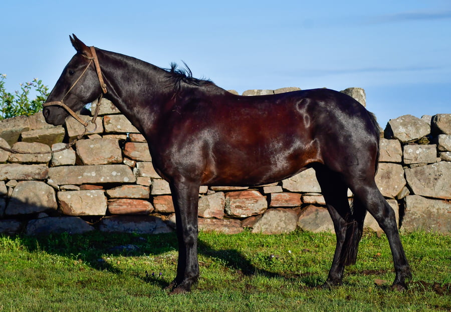 Lote Llovizna La Ceferina