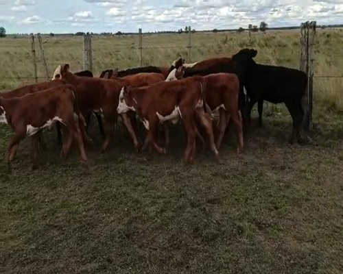 Lote TERNERAS