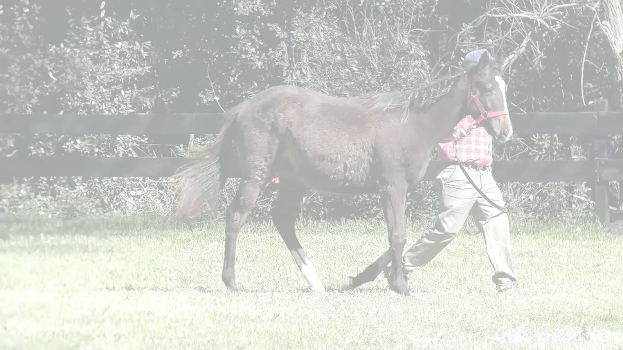 Lote MARCHITADO TIME (ANNALS OF TIME -  FENNANA)