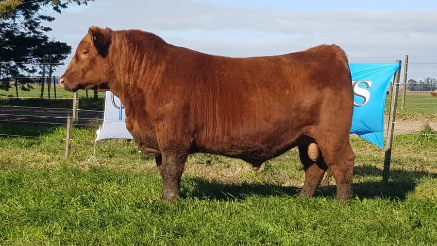 Lote TORO PP ANGUS "INAMBÚ"