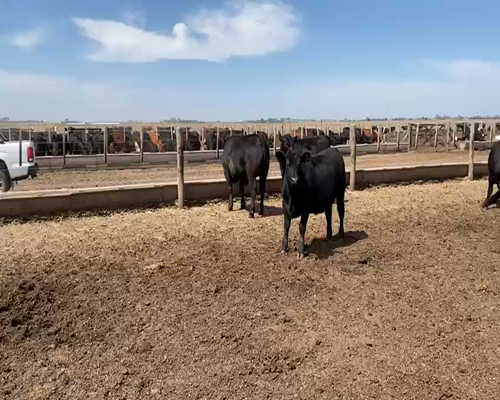 Lote (Vendido)15 Novillos a remate en Primer Remate Virtual, Córdoba