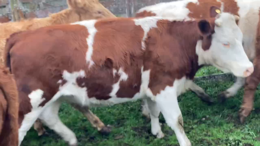 Lote 25 Vaquilla Engorda en Puerto Octay, X Región Los Lagos