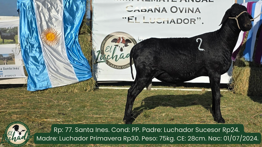 Lote 77