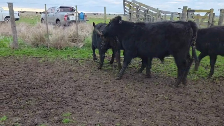 Lote 27 Terneros/as en Tres Arroyos