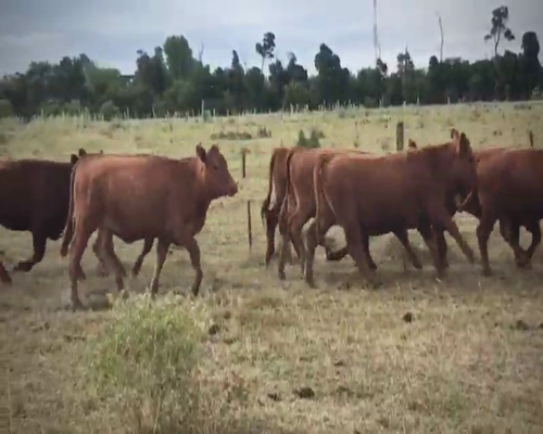 Lote 33 Vaquillonas P/ entorar en Brandsen, Buenos Aires