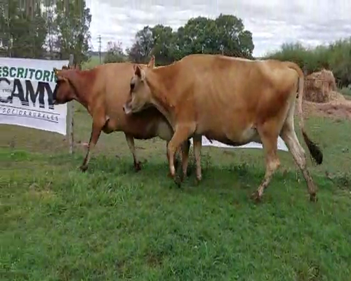 Lote 3 Vaca YERSEY a remate en Remate Elite por Pantalla de Ganado Lechero 450kg - , San José