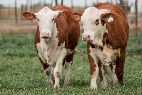 Lote Vaquillonas Braford -  Los Charabones