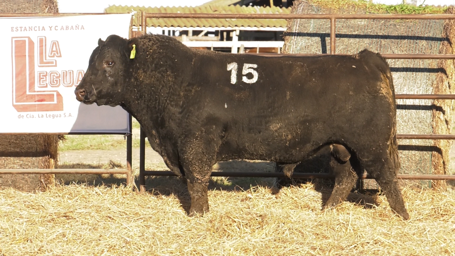 Lote TOROS ANGUS NEGROS  PC