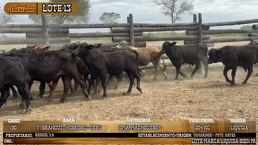 Lote LOTE 13