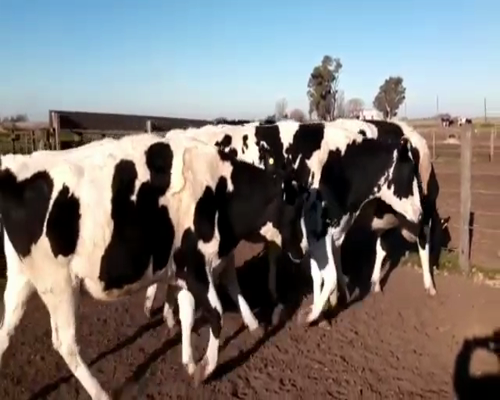 Lote VAQUILLONAS PREÑADAS
