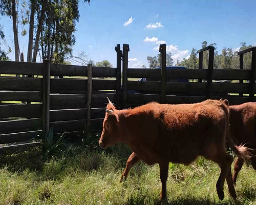 Lote (Vendido)4 Novillos 1 RA,  1 HE,  2 RA X LI a remate en #11 Remate de Pantalla 280kg - , Colonia