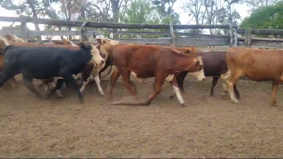 Lote 50 Novillitos y Vaquillonas en Corrientes, Monte Caseros