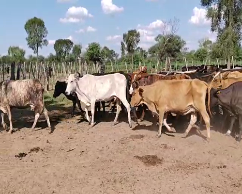 Lote 30 Vacas de invernar en Tintina, Santiago del Estero