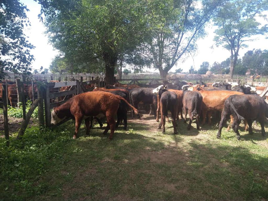 Lote 41 Vaquillonas en Gral. Lamadrid, Buenos Aires