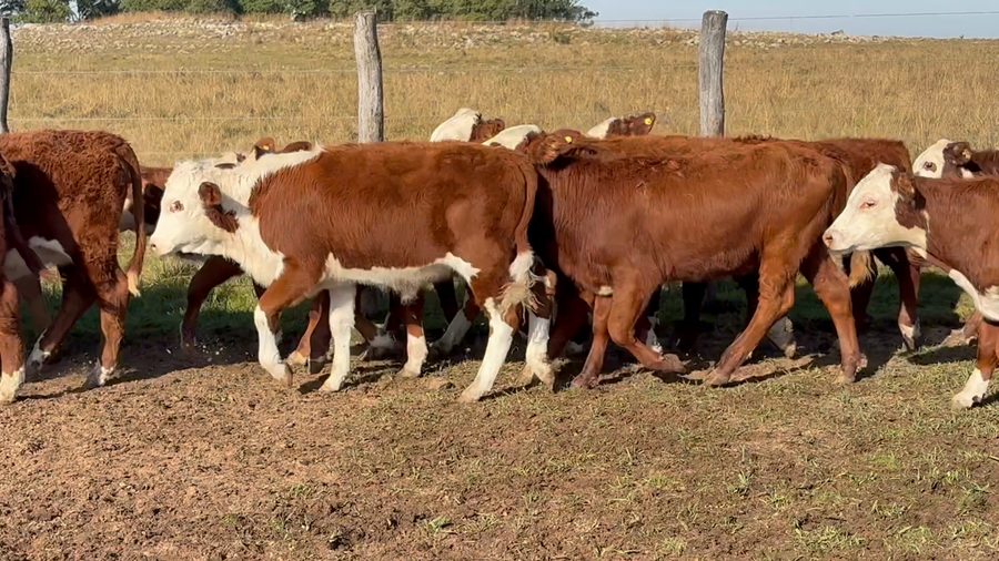 Lote 110 Terneros/as en Corrientes, Mercedes