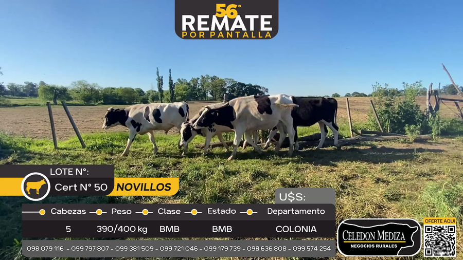 Lote 5 Novillos en La Horqueta, Colonia