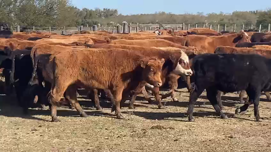 Lote 300 Terneros en Gualeguaychú, Entre Ríos