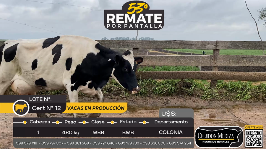 Lote VACAS EN PRODUCCION