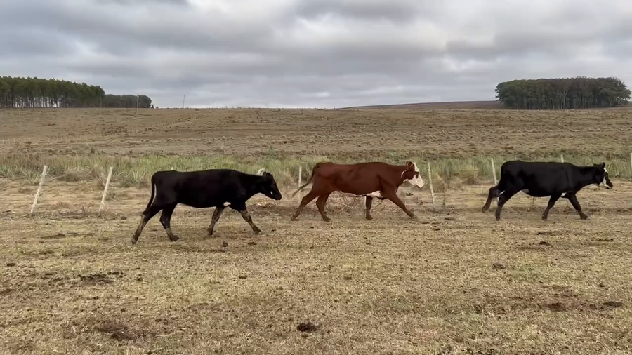 Lote 283 Vacas de Invernada en Rocha