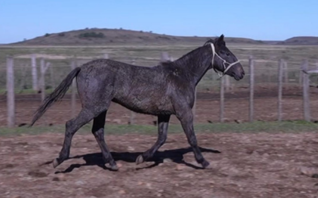 Lote REBELDE 293 DE NC