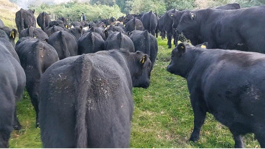 Lote 52 Ternero en Lago Ranco, XIV Región Los Ríos