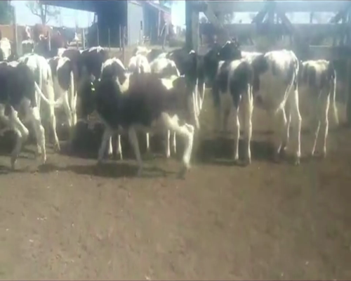 Lote 15 TERNEROS en Palacios, Santa Fe