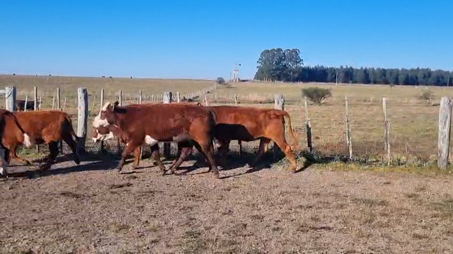 Lote 27 Vaquillonas C/ gtia de preñez en Corrientes, Curuzu Cuatia