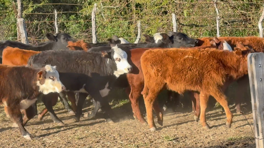 Lote 80 Terneros/as
