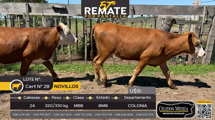 Lote 24 Novillos en Tarariras, Colonia