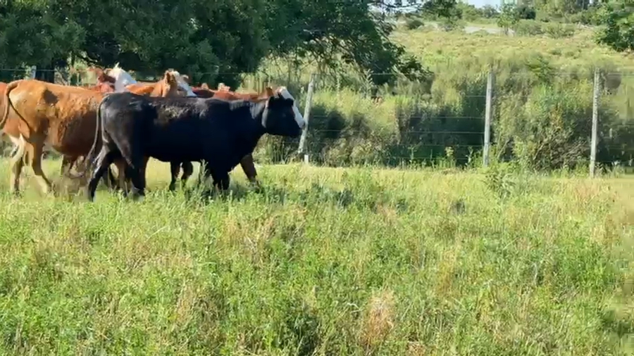 Lote VAQUILLONAS 1 a 2 AÑOS