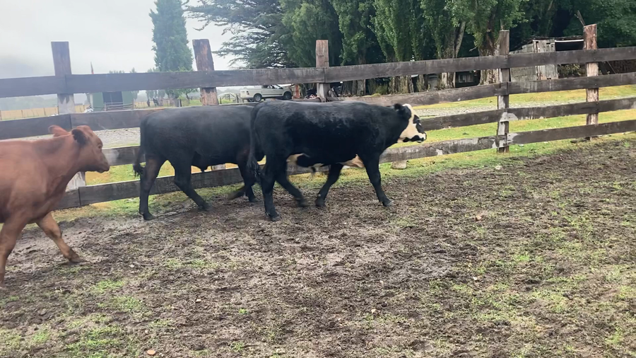 Imagen 1 del Lote Lote 22 Novillo Engorda en Chile Chico, XI Región Aysén